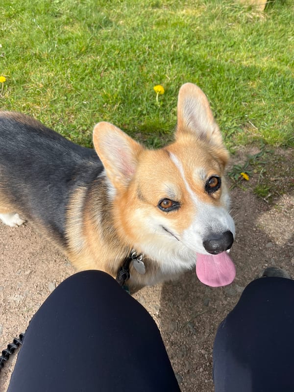 Person with cookie spotted on rural road near Finkenbach-Gersweiler