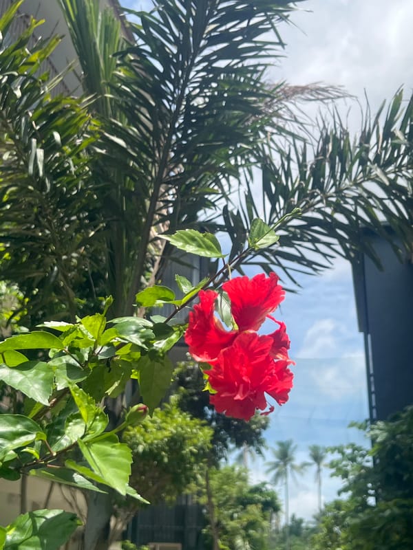Tropical garden path winds through Ko Samui resort grounds