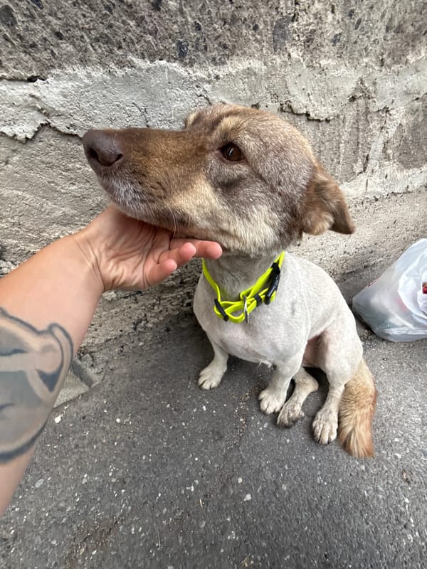 Dog, laundry, and birds on a Yerevan afternoon