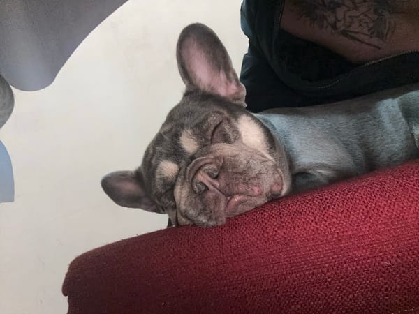 French Bulldog Sleeps on Red Furniture Near Baby Bassinet