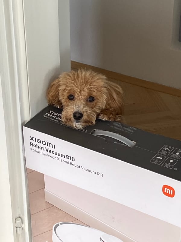 Domestic pet moments documented across Novi Sad households