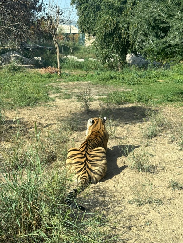 Visitors document diverse wildlife at Dubai Safari Park