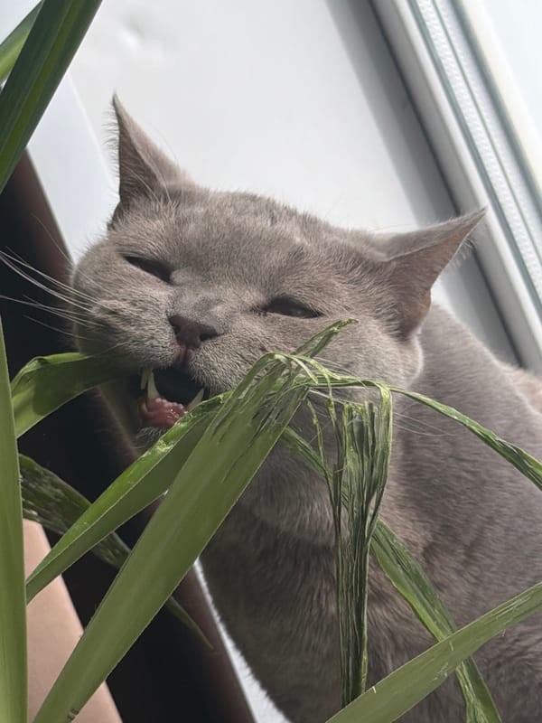 Gray cat bites green plant indoors in Orenburg, Russia
