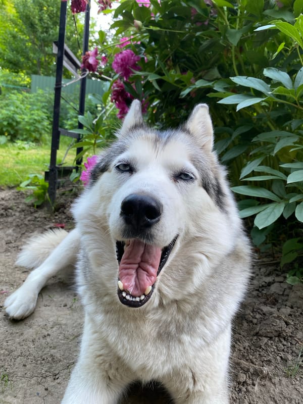 Husky relaxes in a flowering garden alongside rose and bloom close-ups