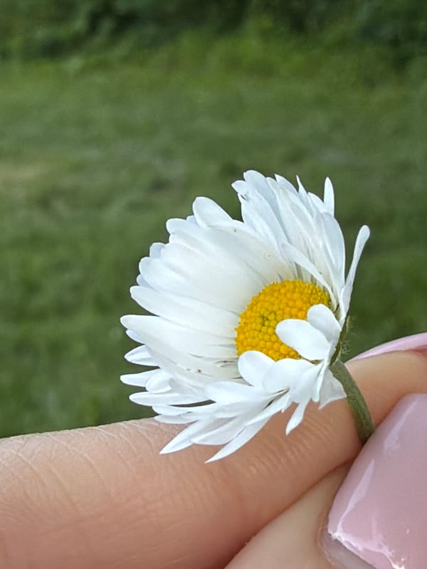 Anonymous witness captures quiet moments: bridge walks, flowers, personal items