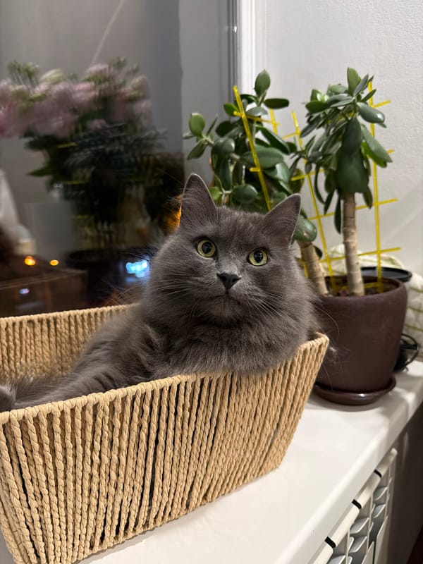 Cozy apartment evening with a very well-loved gray cat