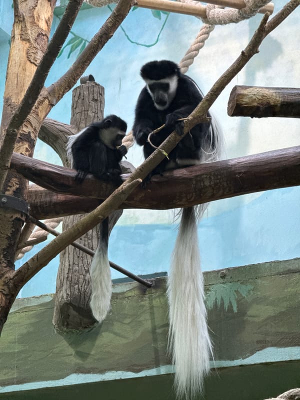 Colobus monkeys observed in enclosure in Izhevsk, Russia