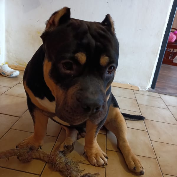 Home afternoon in Cheb: a dog, a parrot, and a shelf of curiosities