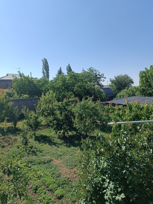 Backyard garden life: fruit trees, fresh produce, and resting dogs