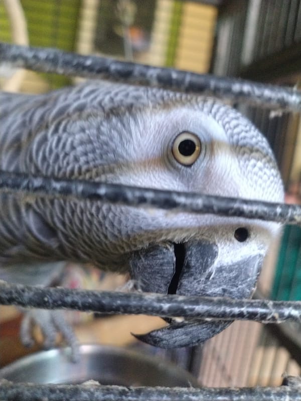 African Grey parrot and drinks, a quiet afternoon in Luxembourg
