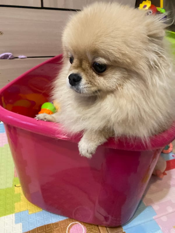 Owner pets Pomeranian on purple bedspread during quiet afternoon