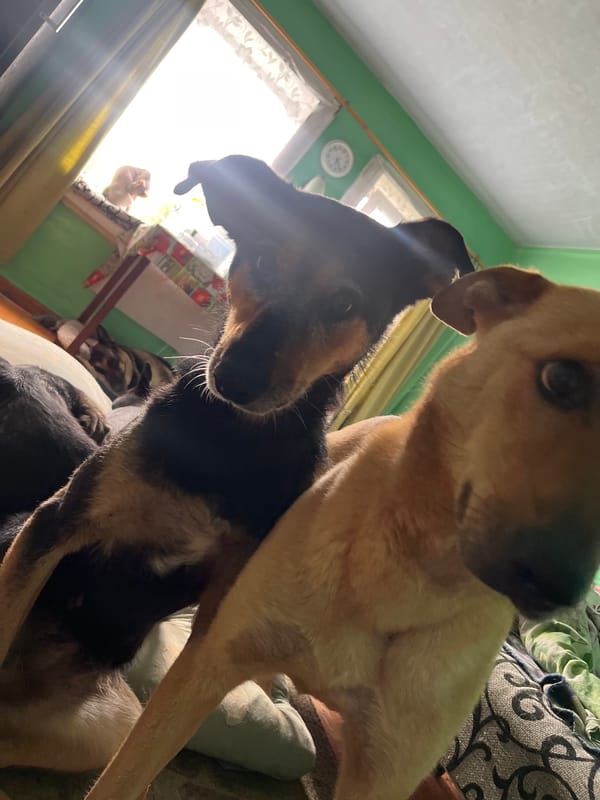 Dogs and cats at home in Nizhny Tagil, just hanging out