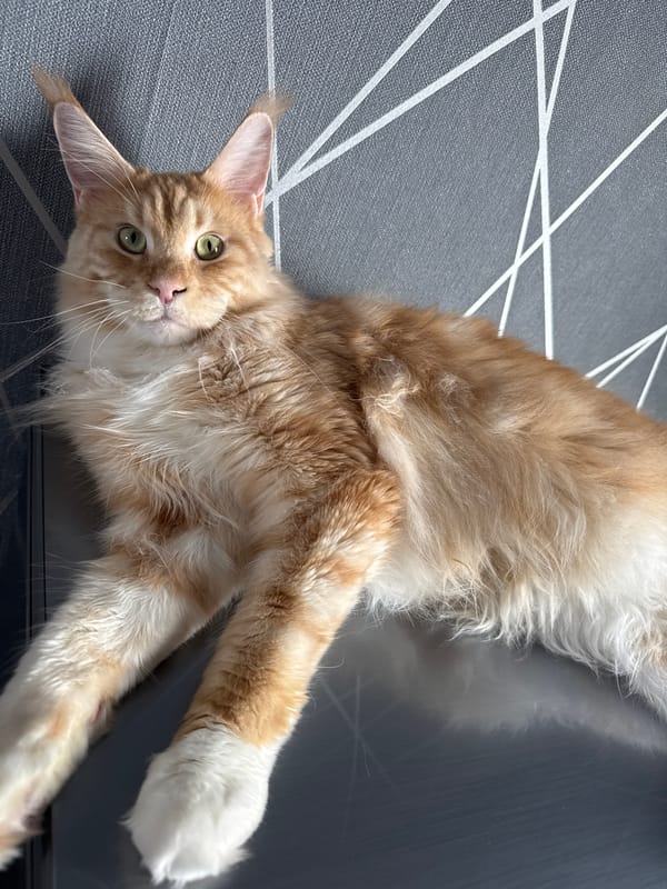 Maine Coon cat photographed resting in Russian home