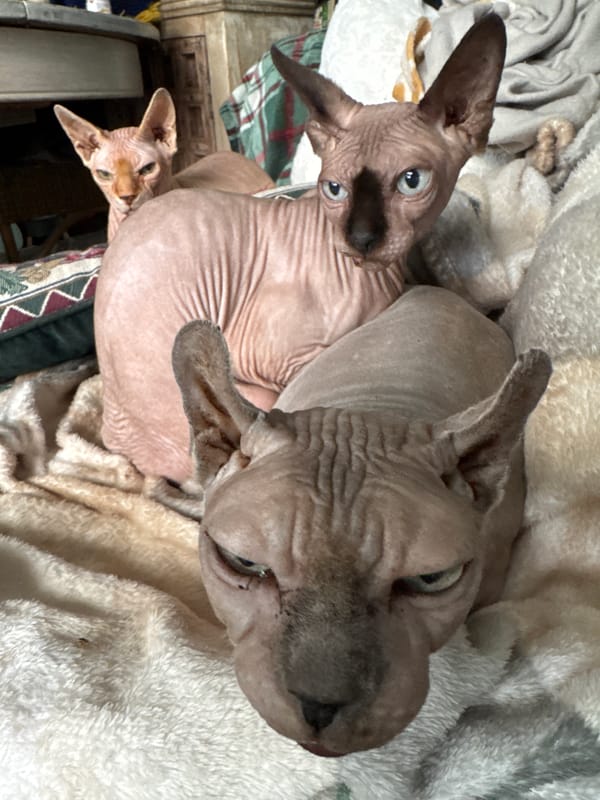 Morning domestic scenes: pets, gardens, and backyard life documented