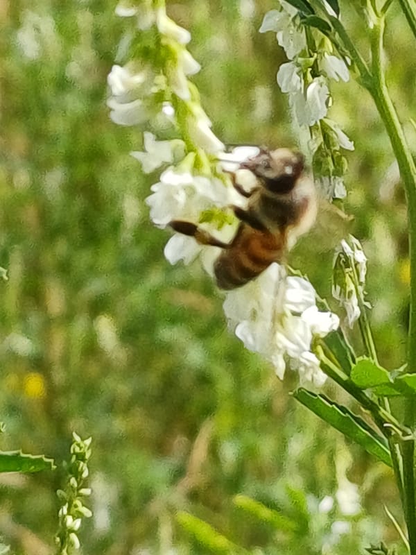 Wildflowers, insects, and still water along Riga's green edges