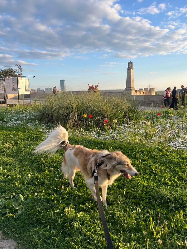 Fluffy dog spotted during golden hour in Belgrade