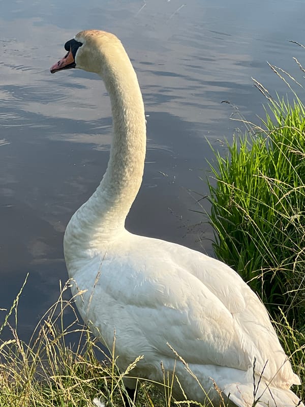 Swan family and lakeside picnic at a Belarusian lake