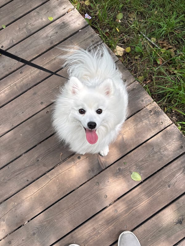 Dog walk through a leafy Kazan park on a summer morning