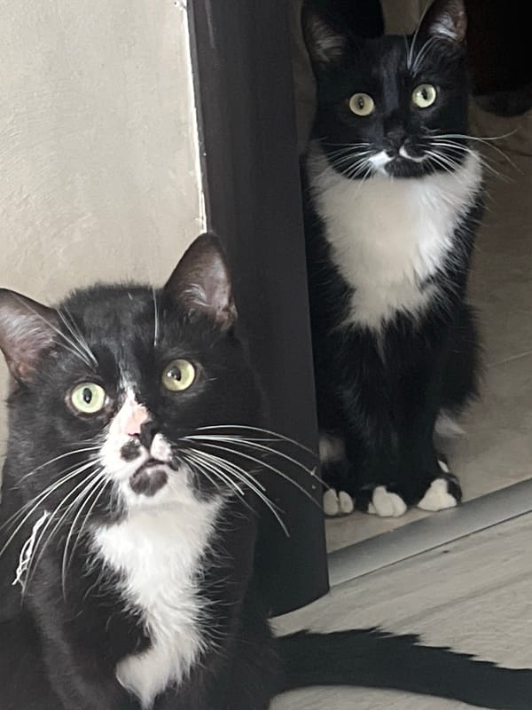 Sofia resident captures cats, street art, drinks in morning stroll