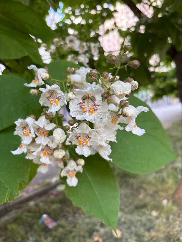 Close-up tour of a blooming Rostov-on-Don garden in summer