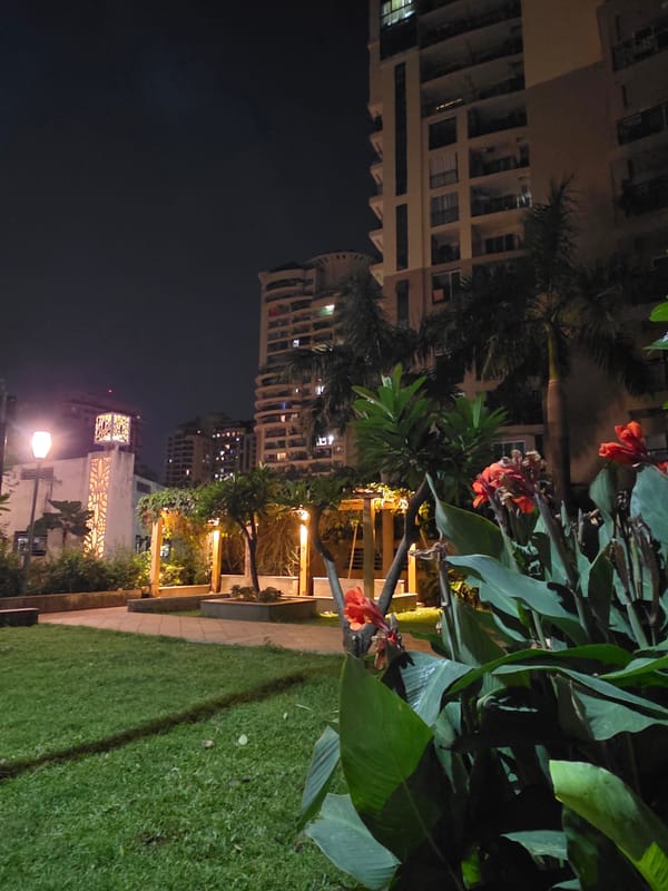 Two dogs spotted in Mumbai urban garden at night