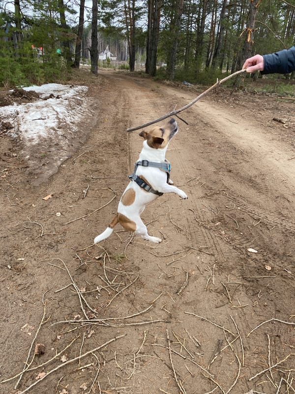 Morning dog walk captured in rural Russian village