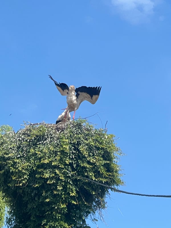 Morning storks and green streetscapes observed in Dubăsari, Moldova