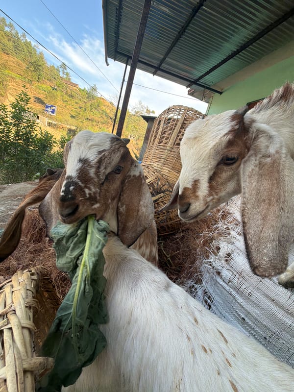 Goats graze near basket in rural Nepal setting