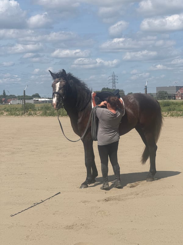 Woman handles and leads saddled horse in Estaimpuis