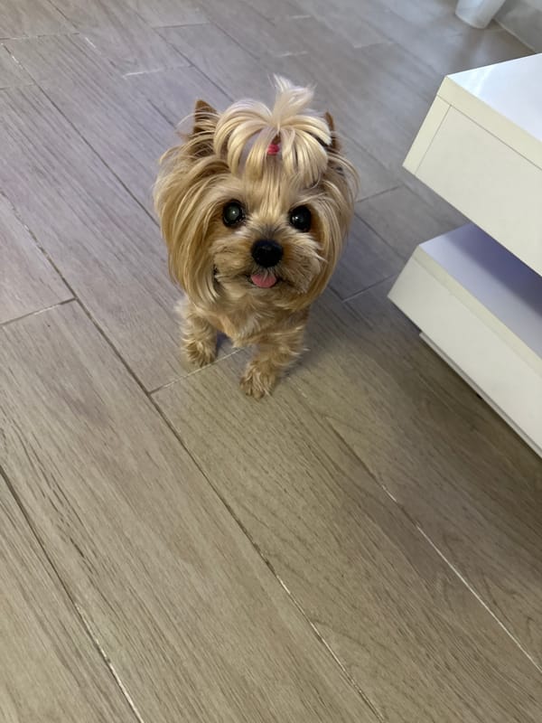 Yorkshire Terrier with pink clip rests on lap in Sofia