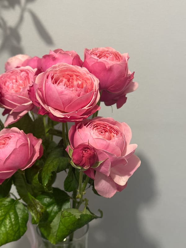 Pink rose bouquet photographed in early morning Kazan