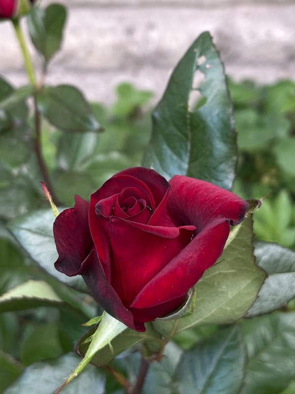 Deep red roses bloom in Lviv garden