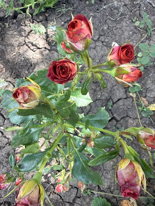 Summer roses in full bloom across a Bereznehuvate garden