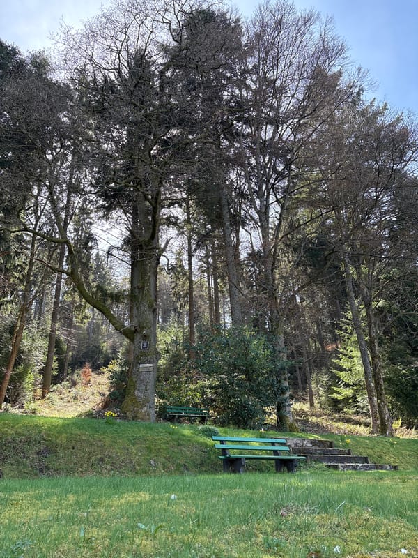 Spring documentation captures Forbach's natural and architectural scenes