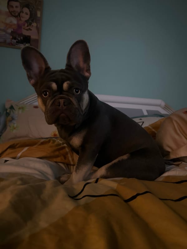 French Bulldog's evening routine documented across home spaces