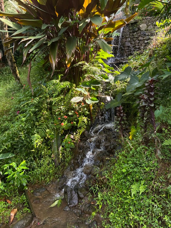 Morning scenes captured at Tegallalang Rice Terraces in Bali
