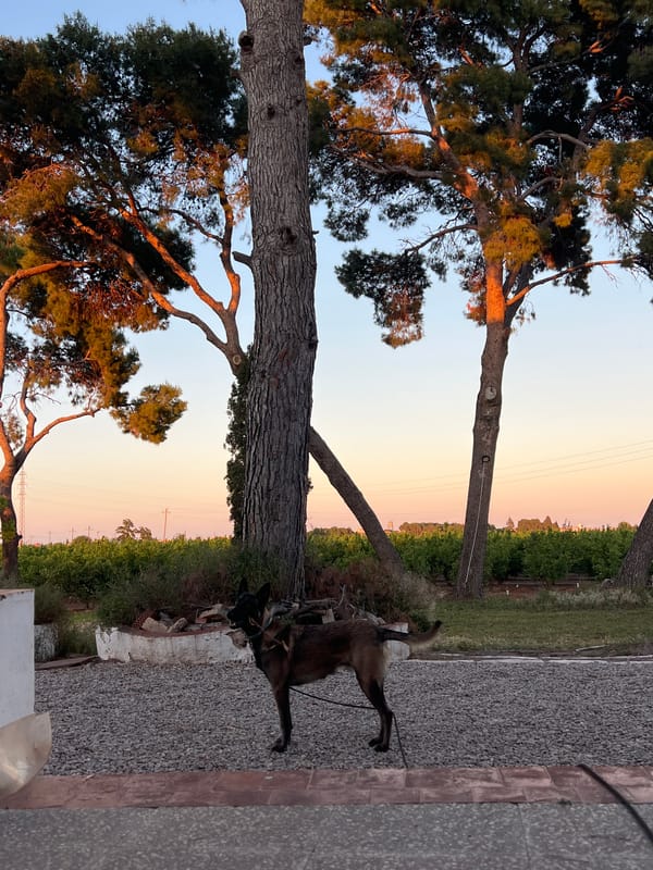 Leashed dog spotted on gravel surface in Museros, Spain