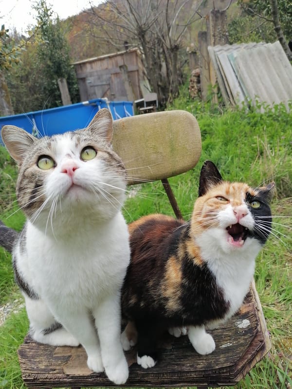 Two cats spotted on wooden chair in New Athos