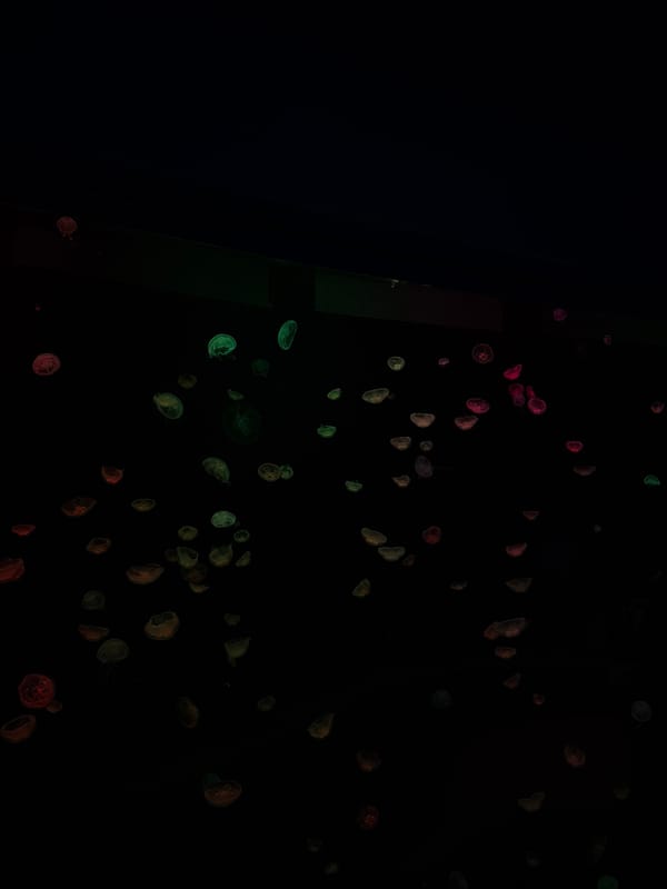 Colorful illuminated jellyfish display witnessed in Atlanta