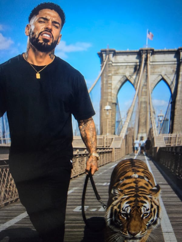 Tiger on a leash walks a wooden bridge with its handler