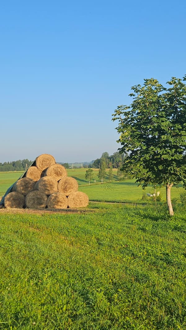 Summer morning on a working farm in rural Latvia