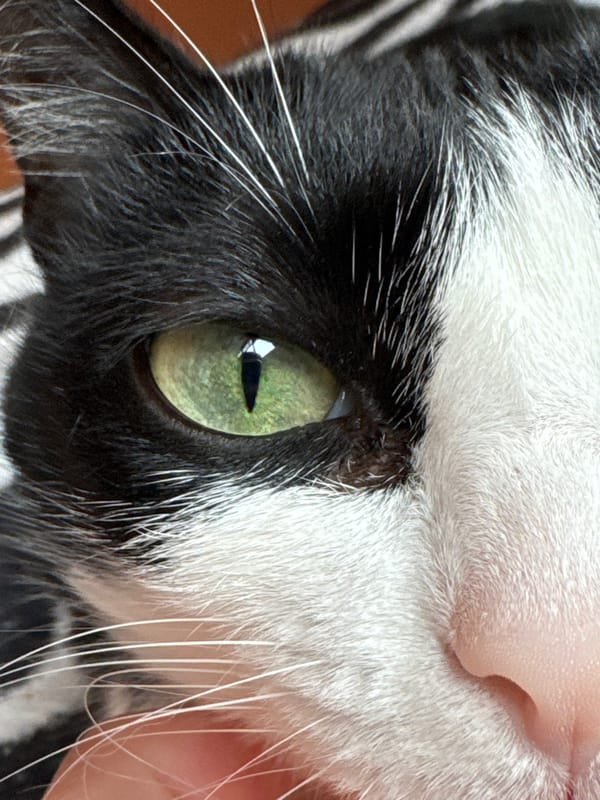 Lazy afternoon at home with a black and white cat