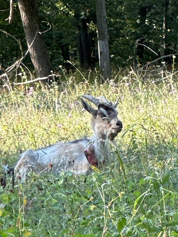 Lazy summer afternoon among goats and greenery in rural Ukraine