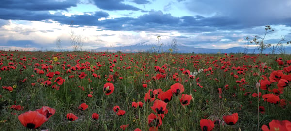 Photoshoot captures spring wildflowers beneath Mount Ararat near Voskehat