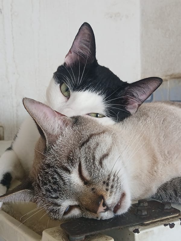 Two cats observed resting together in Ciudad Guayana