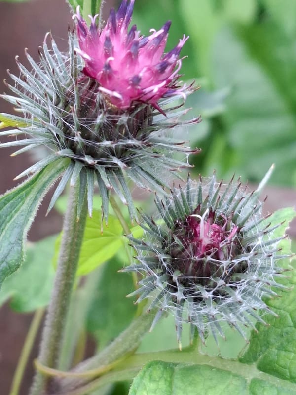 An afternoon of garden and wildflower close-ups, plus one dog