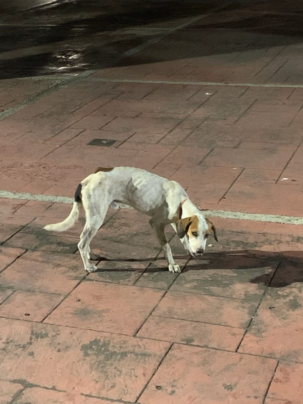 Late-night scenes documented across Juan Griego, Venezuela streets