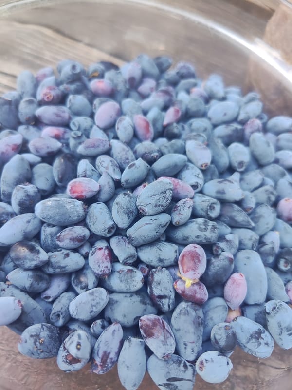 Russian gardener documents summer blooms and berry harvest