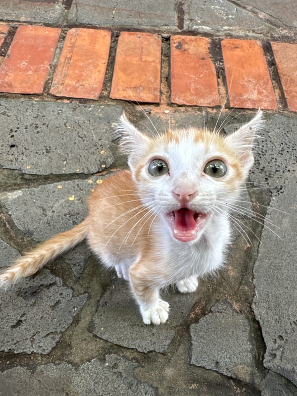 Young kitten documented during morning playtime in Mũi Né