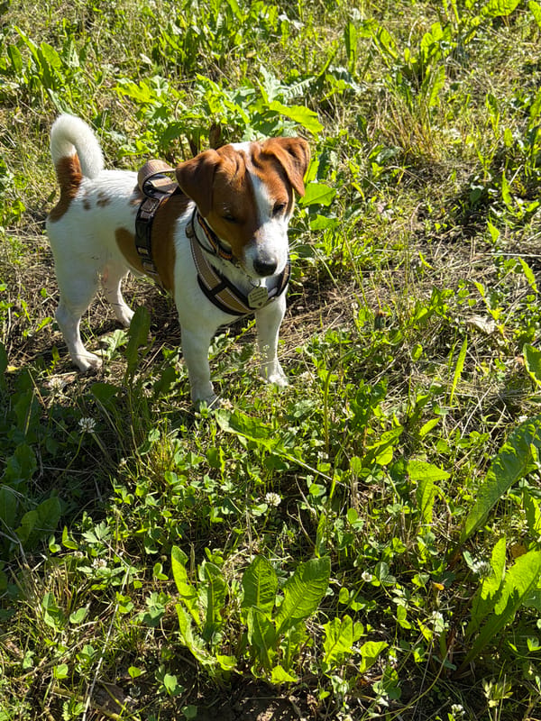 Jack Russell terrier's morning outing in a Moscow park